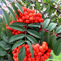 РЯБИНА ОБЫКНОВЕННАЯ "НЕВЕЖИНСКАЯ" С2-3 - Cадовый центр "Солнечный", Екатеринбург