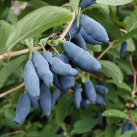 ЖИМОЛОСТЬ "НИМФА" С3 - Cадовый центр "Солнечный", Екатеринбург