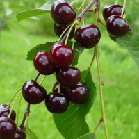 ВИШНЯ "НОВЕЛЛА" С20 - Cадовый центр "Солнечный", Екатеринбург