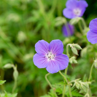 ГЕРАНЬ ГИБРИДНАЯ "Orion" ОРИОН С1,6-2 - Cадовый центр "Солнечный", Екатеринбург