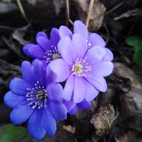 Печёночница остродольчатая C1,6-2 - Cадовый центр "Солнечный", Екатеринбург