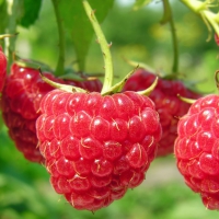 МАЛИНА РЕМОНТАНТНАЯ "ПИНГВИН" С3 - Cадовый центр "Солнечный", Екатеринбург