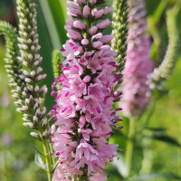 ВЕРОНИКА ГИБРИДНАЯ "Pink Harmony" ПИНК ХАРМОНИ С2-3 - Cадовый центр "Солнечный", Екатеринбург