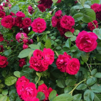 РОЗА КАНАДСКАЯ ПАРКОВАЯ "ПИОНЕР" С3 - Cадовый центр "Солнечный", Екатеринбург