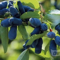 ЖИМОЛОСТЬ "ПОЛЯНКА КОТОВА" С5 - Cадовый центр "Солнечный", Екатеринбург