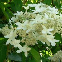 ГОРТЕНЗИЯ МЕТЕЛЬЧАТАЯ "Praecox" ПРЕКОКС C3 - Cадовый центр "Солнечный", Екатеринбург