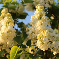 СИРЕНЬ ОБЫКНОВЕННАЯ "ПРИМРОУЗ" 1-1,25 м С60-80 - Cадовый центр "Солнечный", Екатеринбург