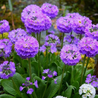 ПРИМУЛА МЕЛКОЗУБЧАТАЯ "lilac" ЛИЛАК С2-3 - Cадовый центр "Солнечный", Екатеринбург