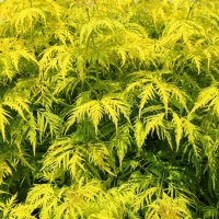 Бузина - Cадовый центр "Солнечный", Екатеринбург