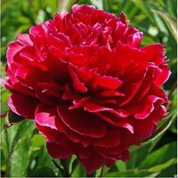 ПИОН МОЛОЧНОЦВЕТКОВЫЙ "Red Sarah Bernhardt" РЭД САРА БЕРНАР С3 - Cадовый центр "Солнечный", Екатеринбург