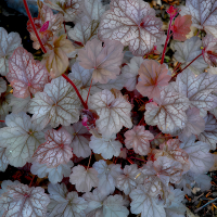 ГЕЙХЕРА «Regina» РЕГИНА С1,6-2 - Cадовый центр "Солнечный", Екатеринбург