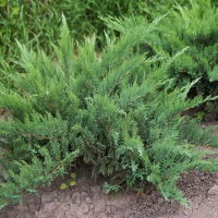 МОЖЖЕВЕЛЬНИК КАЗАЦКИЙ "Rockery Gem" РОКЕРИ ДЖЕМ С3 - Cадовый центр "Солнечный", Екатеринбург