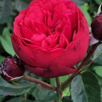 РОЗА ЧАЙНО-ГИБРИДНАЯ “Piano” ПИАНО С6 - Cадовый центр "Солнечный", Екатеринбург