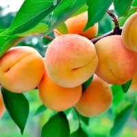 АБРИКОС "САЯНСКИЙ" С2-3 - Cадовый центр "Солнечный", Екатеринбург