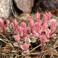 СЕДУМ ВИДНЫЙ "Winky" ВИНКИ С1,6-2 - Cадовый центр "Солнечный", Екатеринбург