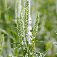 ВЕРОНИКА ДЛИННОЛИСТНАЯ "Charlotte" ШАРЛОТТА С2-3 - Cадовый центр "Солнечный", Екатеринбург