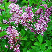 СИРЕНЬ МЕЙЕРА "Palibin" ПАЛИБИН 0,8-1 С60-80 - Cадовый центр "Солнечный", Екатеринбург