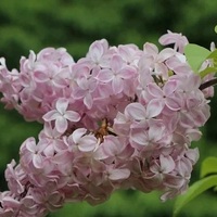 Сирень обыкновенная "Вечерний Звон" 0,6-0,8 м C3 - Cадовый центр "Солнечный", Екатеринбург
