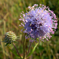 СИВЕЦ ЛУГОВОЙ С2-3 - Cадовый центр "Солнечный", Екатеринбург