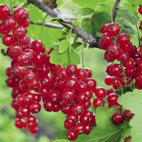 Смородина красная "Джонкер Ван Тэтс" С3 - Cадовый центр "Солнечный", Екатеринбург