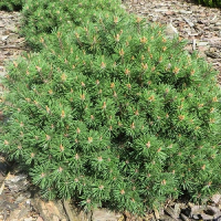 Сосна горная крючковатая "Horni Hazle" ХОРНИ ХАЗЛ С3-5 - Cадовый центр "Солнечный", Екатеринбург