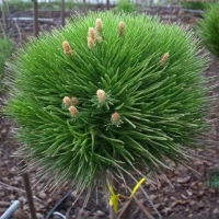 Сосна крючковатая "Horni Hazle" ХОРНИ ХАЗЛ С3-5 - Cадовый центр "Солнечный", Екатеринбург