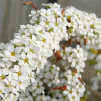 СПИРЕЯ СЛИВОЛИСТНАЯ "Goldfire" ГОЛДФАЙЕР С3 - Cадовый центр "Солнечный", Екатеринбург