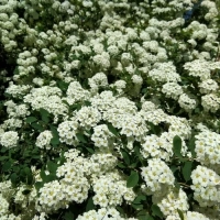 СПИРЕЯ СТЕЛЮЩАЯСЯ С3 - Cадовый центр "Солнечный", Екатеринбург