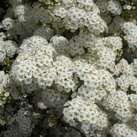 СПИРЕЯ ТРЕХЛОПАСТНАЯ С3 - Cадовый центр "Солнечный", Екатеринбург