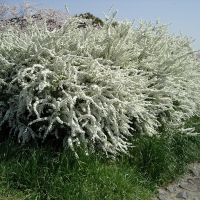 СПИРЕЯ ТУНБЕРГА С3 - Cадовый центр "Солнечный", Екатеринбург
