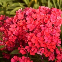 ФЛОКС МЕТЕЛЬЧАТЫЙ "СТАРФАЙЕР" С2-3 - Cадовый центр "Солнечный", Екатеринбург