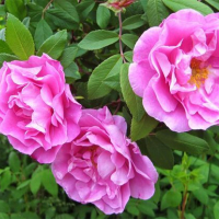 РОЗА КАНАДСКАЯ ПАРКОВАЯ "Therese Bugnet" ТЕРЕЗА БАГНЕТ С3 - Cадовый центр "Солнечный", Екатеринбург