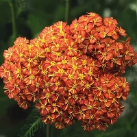 ТЫСЯЧЕЛИСТНИК ОБЫКНОВЕННЫЙ "Terracotta" ТЕРРАКОТА C1,6-2 - Cадовый центр "Солнечный", Екатеринбург