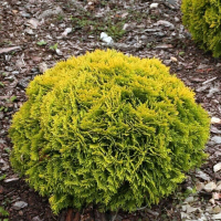 Туя западная "Mirjam" Мириам 0,2-0,25 м С3 - Cадовый центр "Солнечный", Екатеринбург