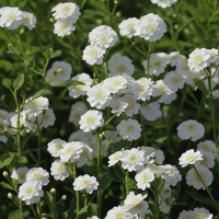 ТЫСЯЧЕЛИСТНИК ПТАРМИКА "Diadem" ДИАДЕМ С1,6-2 - Cадовый центр "Солнечный", Екатеринбург