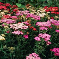 Тысячелистник - Cадовый центр "Солнечный", Екатеринбург