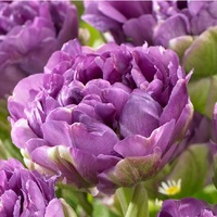 ТЮЛЬПАН ПИОНОВИДНЫЙ "LILAC PERFECTION" ЛИЛАК ПЕРФЕКШН - Cадовый центр "Солнечный", Екатеринбург