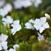 БАРВИНОК МАЛЫЙ "White Power" УАЙТ ПАУЭР С3 - Cадовый центр "Солнечный", Екатеринбург