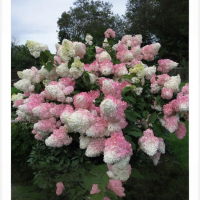 ГОРТЕНЗИЯ МЕТЕЛЬЧАТАЯ "Vanilla Fraise" ВАНИЛЛА ФРЭЙЗ С35-40 - Cадовый центр "Солнечный", Екатеринбург