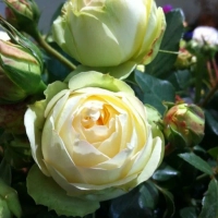 РОЗА ЧАЙНО-ГИБРИДНАЯ “Wedding Piano” ВЕДДИНГ ПИАНО С6 - Cадовый центр "Солнечный", Екатеринбург