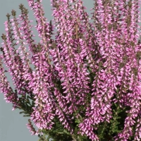 ВЕРЕСК ОБЫКНОВЕННЫЙ "Fruhe Lisbeth" ФРАУ ЛИСБЕТ С3    - Cадовый центр "Солнечный", Екатеринбург