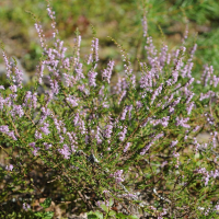 Вереск обыкновенный - Cадовый центр "Солнечный", Екатеринбург