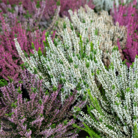 Вереск обыкновенный - Cадовый центр "Солнечный", Екатеринбург