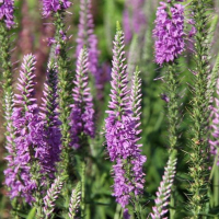 ВЕРОНИКА ДЛИННОЛИСТНАЯ "Eveline" ЭВЕЛИН С1,6-2 - Cадовый центр "Солнечный", Екатеринбург