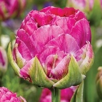 ТЮЛЬПАН ПИОНОВИДНЫЙ "WICKED IN PINK" ВИКЕД ИН РИНК - Cадовый центр "Солнечный", Екатеринбург