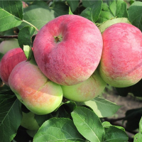 Яблоня "ВЭМ-сувенир" 1-летка С5 - Cадовый центр "Солнечный", Екатеринбург