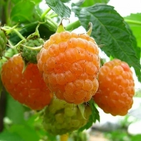 МАЛИНА РЕМОНТАНТНАЯ "ЯНТАРНАЯ САДКО" С2-3 - Cадовый центр "Солнечный", Екатеринбург