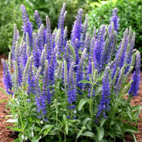 ВЕРОНИКА КОЛОСКОВАЯ "Younique Baby Blue" ЮНИК БЕЙБИ БЛЮ С1,6-2 - Cадовый центр "Солнечный", Екатеринбург