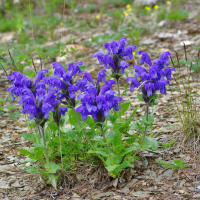 ЗМЕЕГОЛОВНИК ХАРКЕВИЧА С2 - Cадовый центр "Солнечный", Екатеринбург