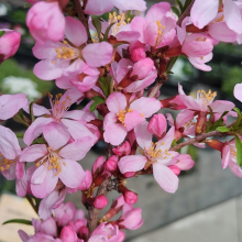МИНДАЛЬ ТРЁХЛОПАСТНЫЙ 0,8-1 м С45-60 - Cадовый центр "Солнечный", Екатеринбург